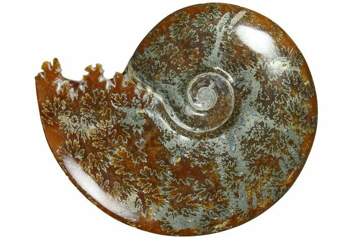 Polished Ammonite (Cleoniceras) Fossil - Madagascar #185485